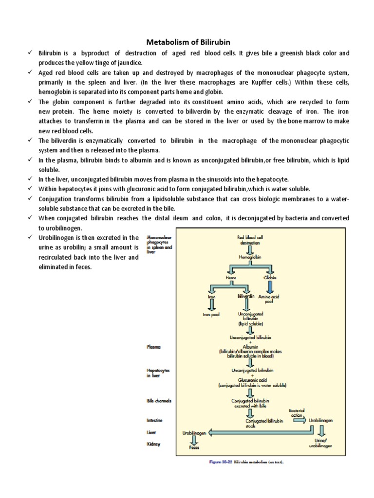 Metabolism of Bilirubin Biology Diagrams
