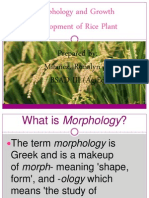 Morphology and Growth Development of Rice Plant