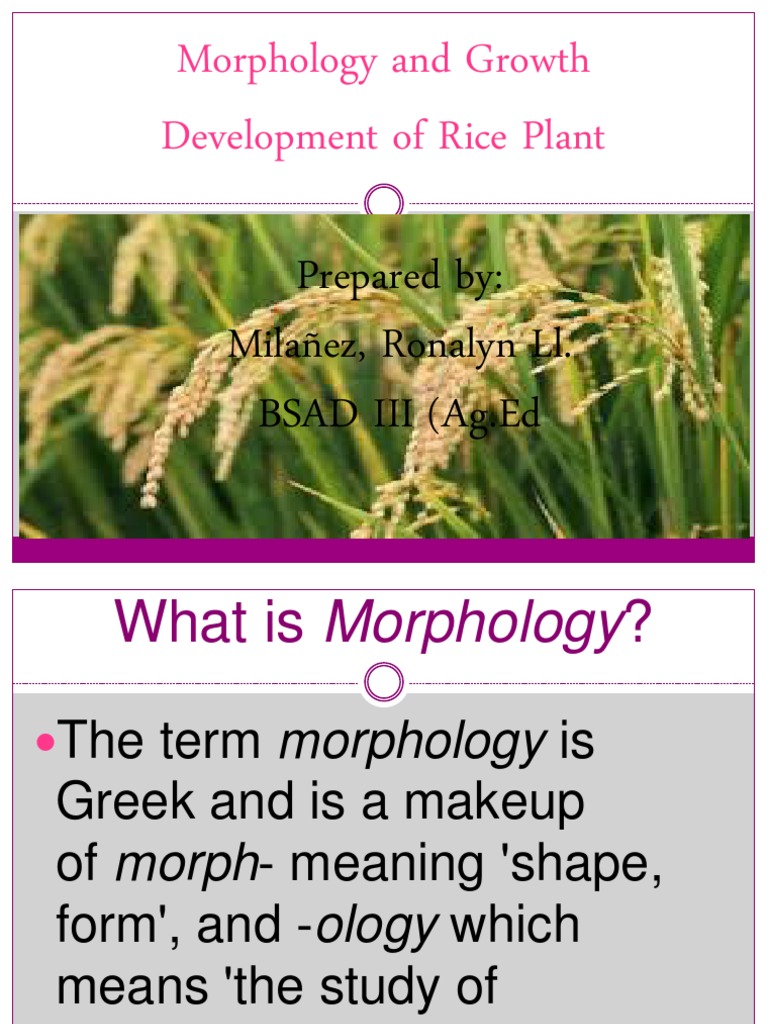 Rice Plant Morphology and Growth | PDF | Seed | Rice