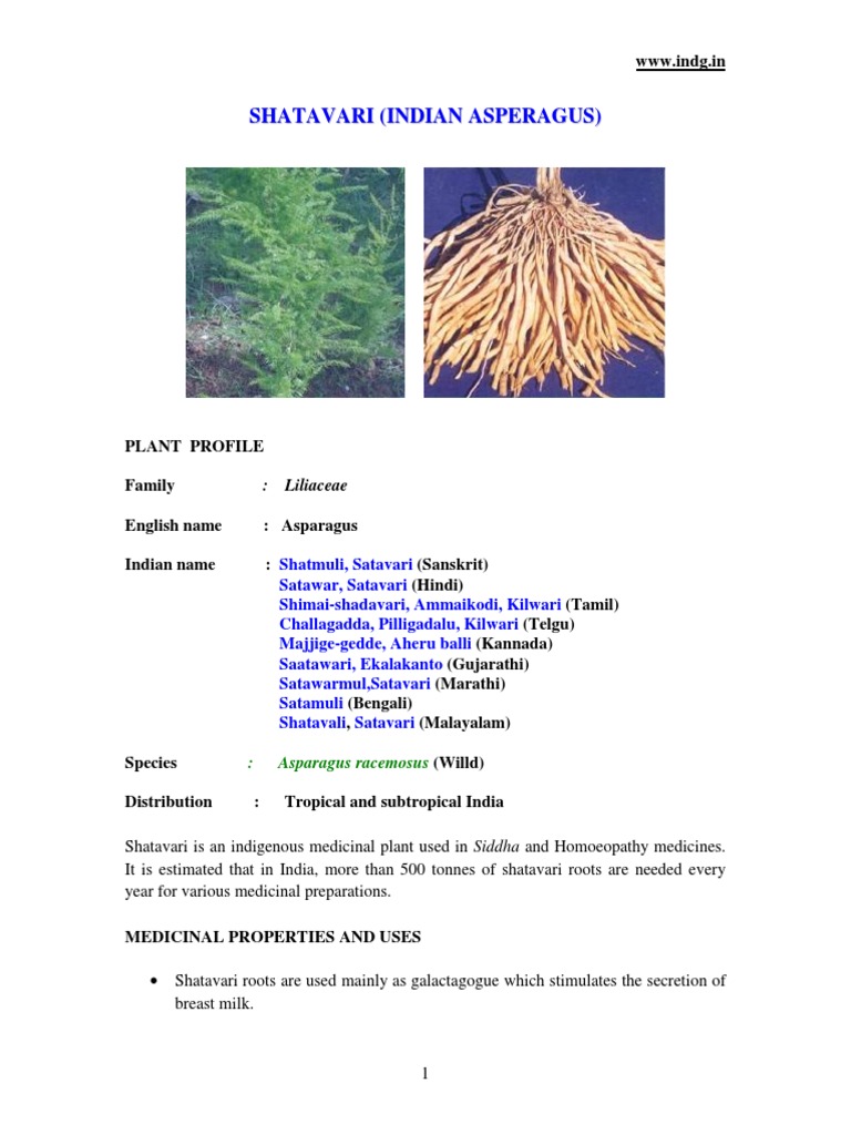 asparagus plants for sale Asparagus fern (Asparagus setaceus plumosus) | For Sale