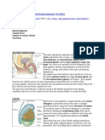 Histology of Male Genital System Semester VI