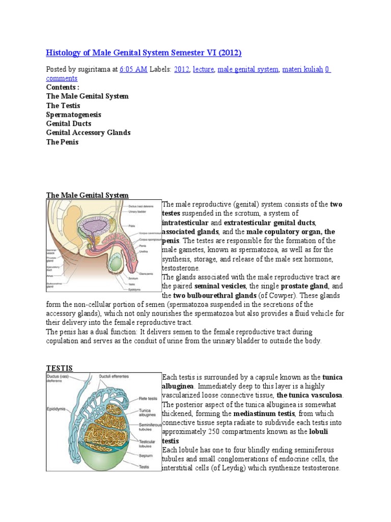 Male Genital System Histology Guide | PDF | Testicle | Epithelium