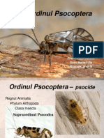 Ordinul Psocoptera 2