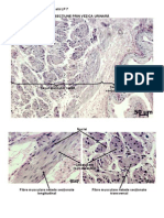 Histologie Si Embriologie Animala - Imagini LP 7