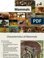 Mammals