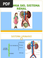 Anatomia Del Sistema Renal