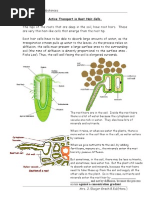 Active Transport In Root Hair Cells Doc Osmosis Soil