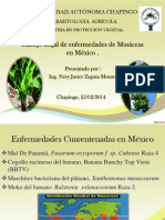 Manejo Legal de Enfermedades de Musáceas en México