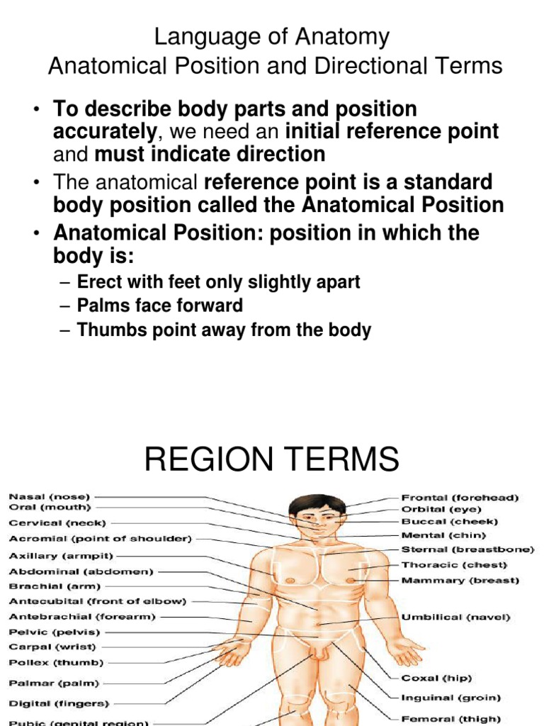 AP Human Body Orientation | PDF | Anatomical Terms Of Location | Abdomen