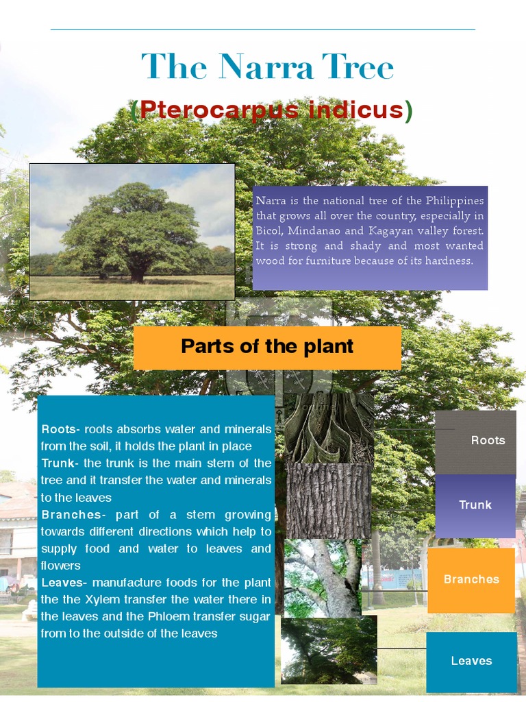 The Narra Tree PDF