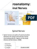 Spinal Nerves Incl Brachial Plexus
