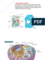 Centrifugazione e Frazionamento