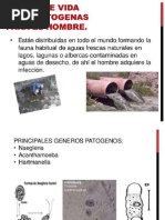 Protozoos de Tejidos y Sangre