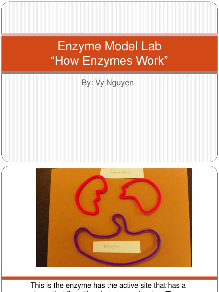 Enzyme Model Lab "How Enzymes Work" By Vy Nguyen PDF