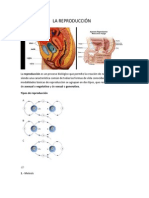 La Reproducción