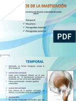 musculosdelamasticacin-101108184452-phpapp02[2]