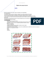 Tejidos Fundamentales Del Cuerpo Humano