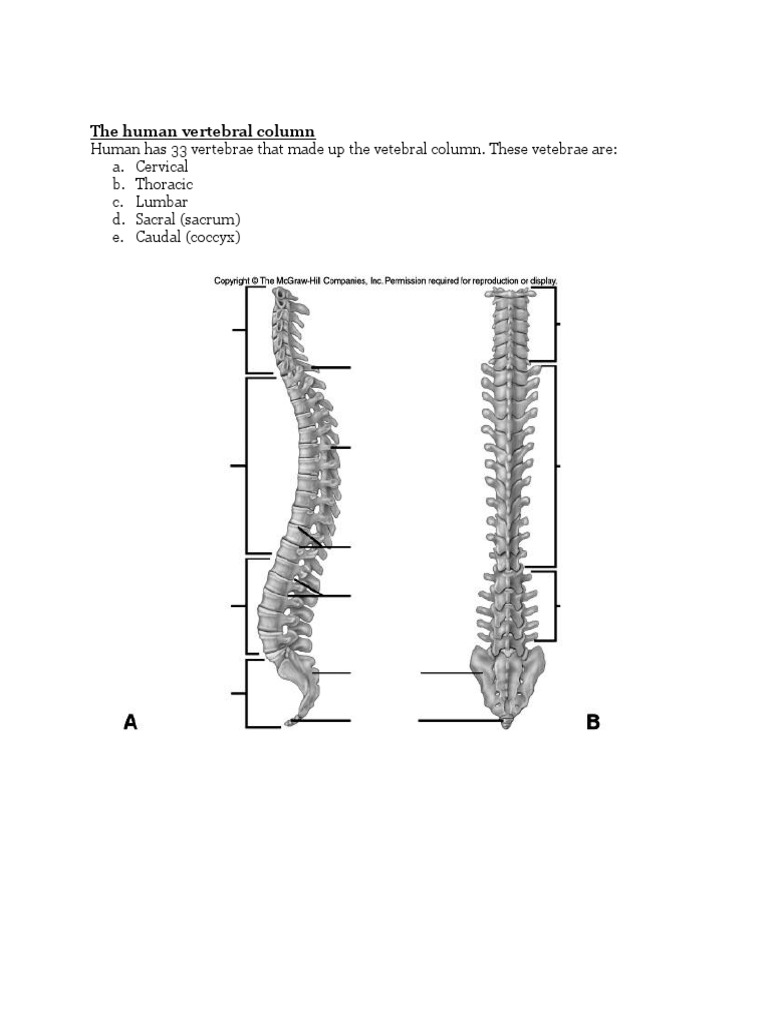Human Vertebral Column Overview | PDF | Science & Mathematics | Young Adult