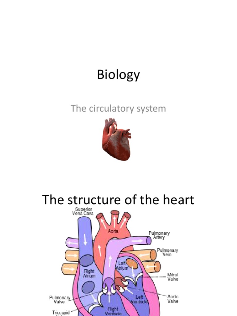 Structure and Function of the Heart | PDF | Heart | Circulatory System