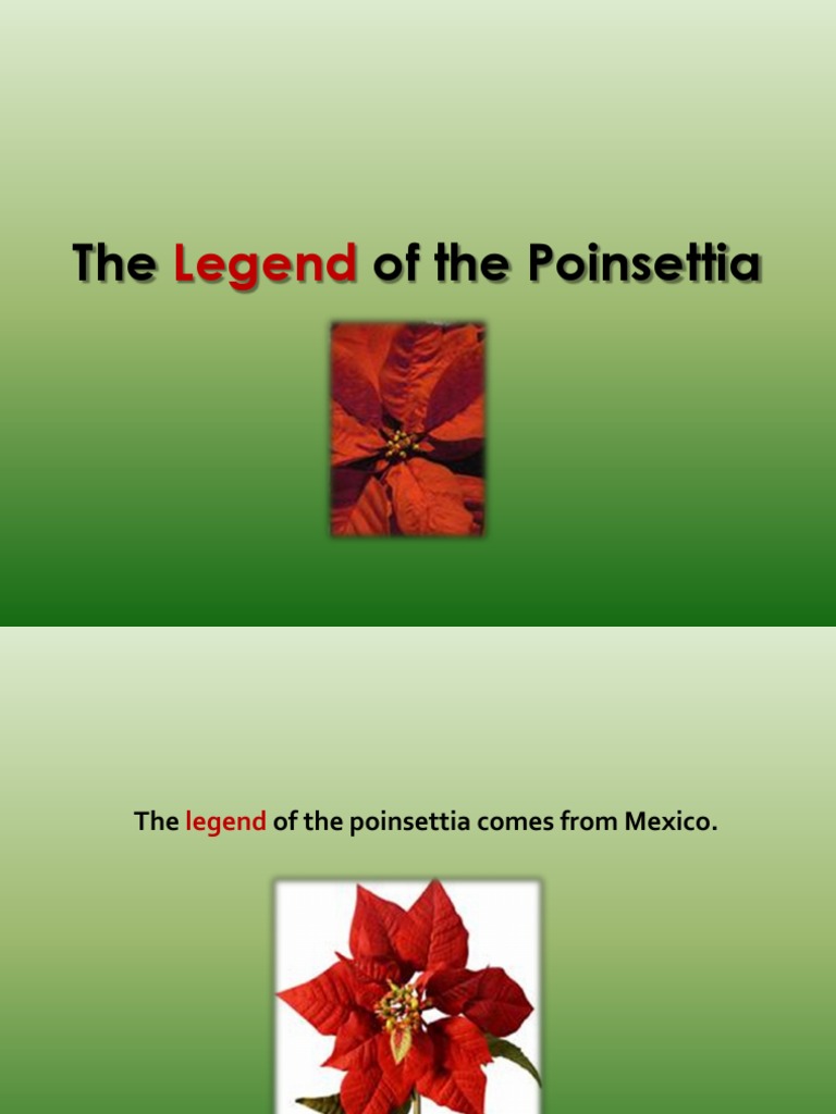 The Legend of The Poinsettia | PDF
