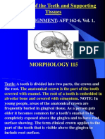 Structure of The Teeth and Supporting Tissues: Reading Assignment: Afp 162-6, Vol. 1, Pages 84 - 85