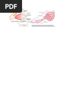 Download Anatomi Otot Manusia by Niki Agustin SN211305369 doc pdf