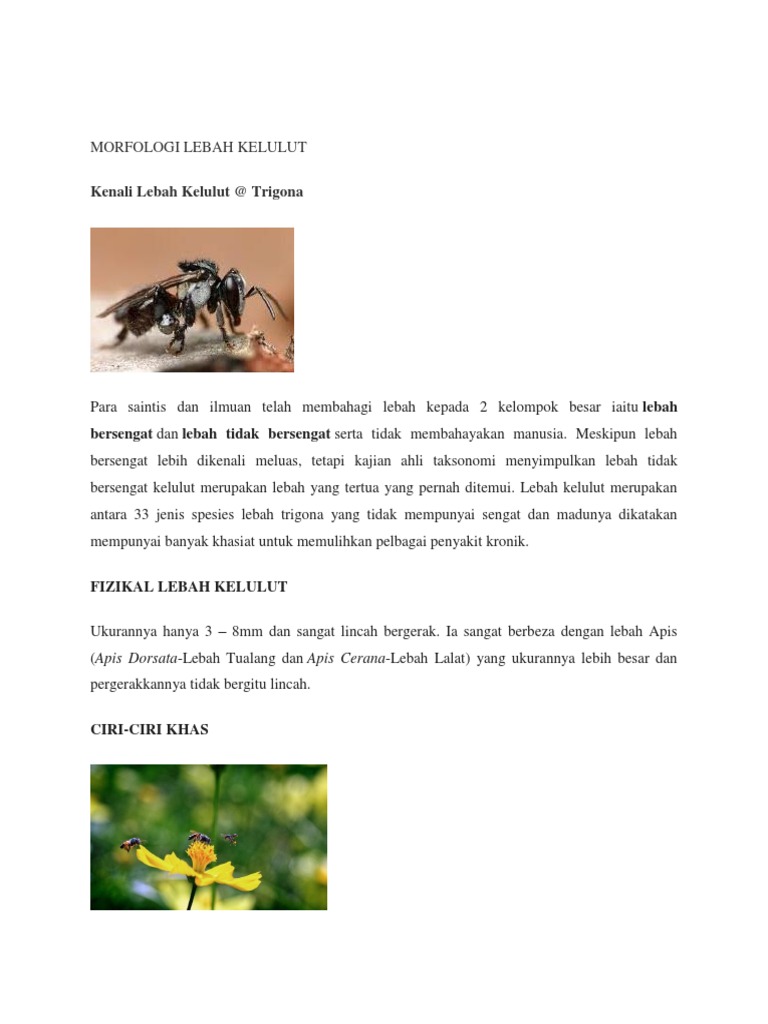Kenali Lebah Kelulut