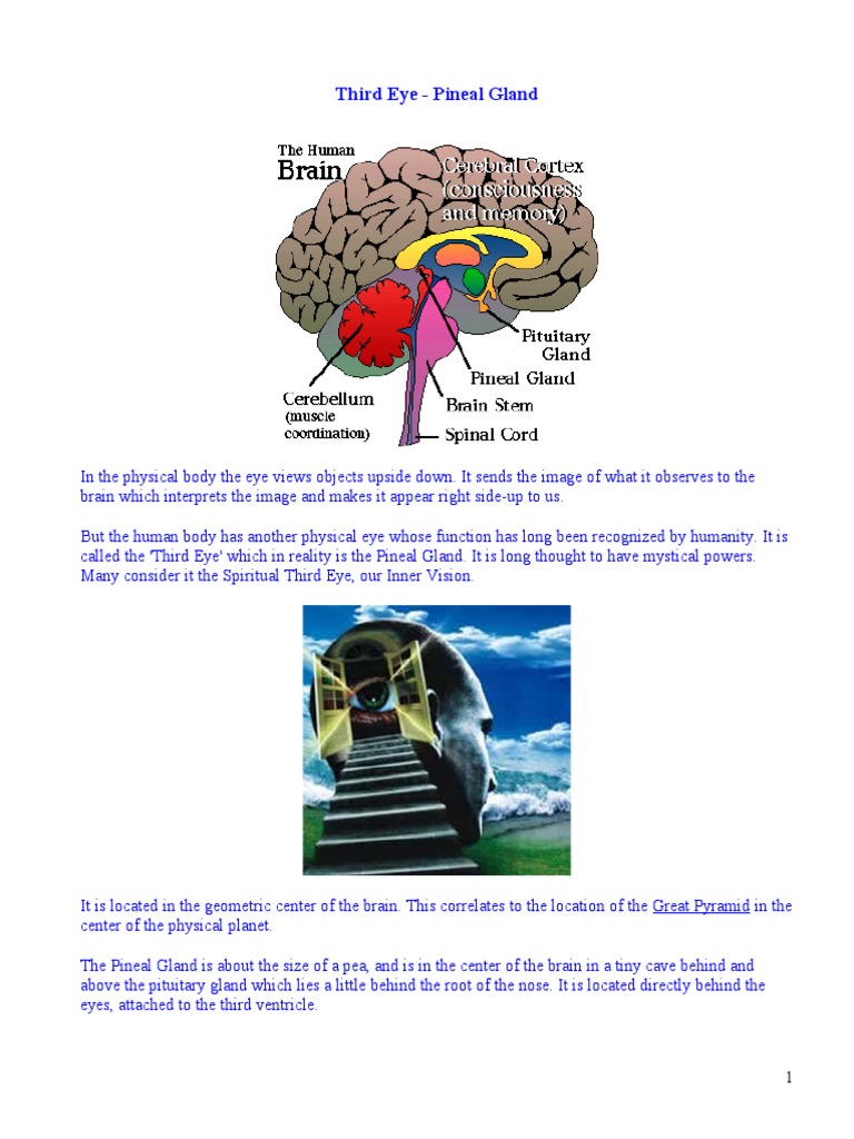 Third Eye | PDF | Retina | Circadian Rhythm