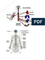Nervios Motores y Sensitivos