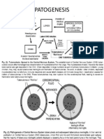 Patogenesis Meningitis TB