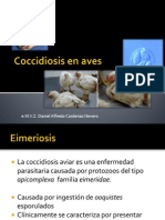 Coccidiosis en Aves Daniel Cardenas