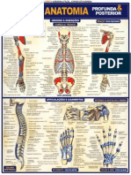 Anatomia - Resumao Bafisa