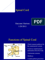 Spinal Cord