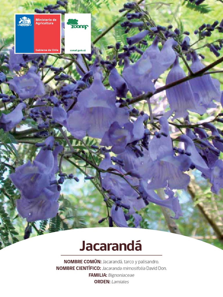 Guía de Cultivo del Jacarandá | PDF | Horticultura y jardinería | Botánica