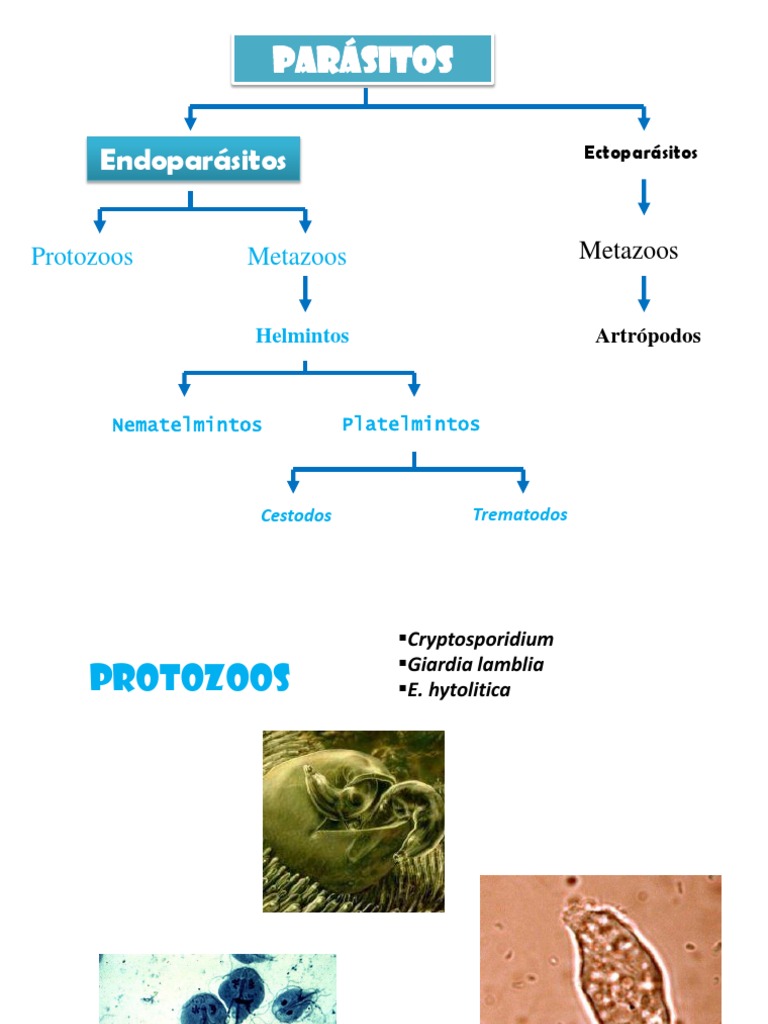 Clasificacion parasitos