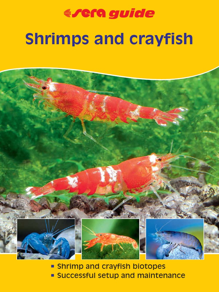 Shrimps and Crayfish Aquarium Shrimp