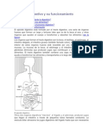 El Aparato Digestivo y Su Funcionamiento (1)