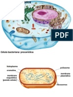 01 Biologia Celular Pro e Eu MP Organelas