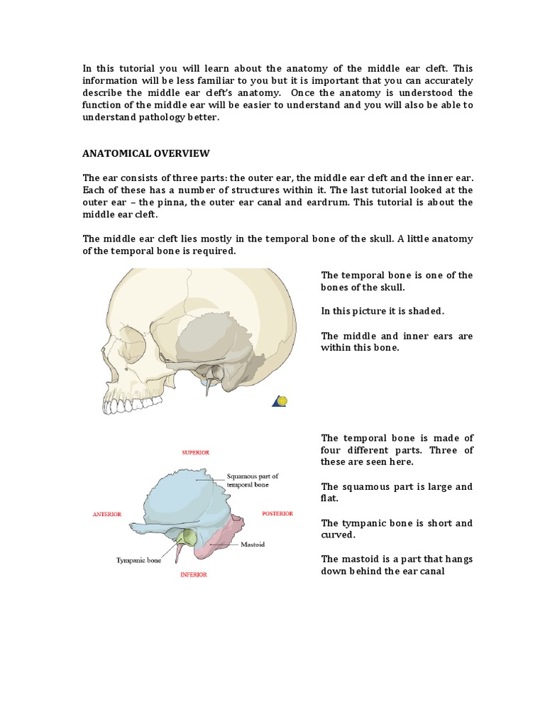 Tutorial 3 Middle Ear Cleft | PDF | Skeletal System | Human Head And Neck
