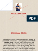 BRUCELOZA+2