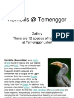 Hornbills at Temenggor