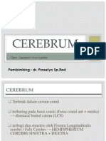 Cerebrum 