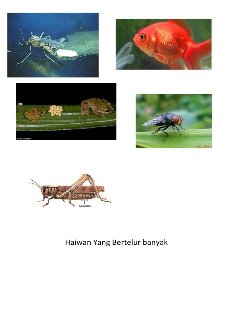 Gambar Haiwan  Bertelur  Sedikit