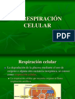 respiracion celular.ppt