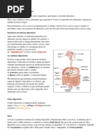 O sistema digestório humano