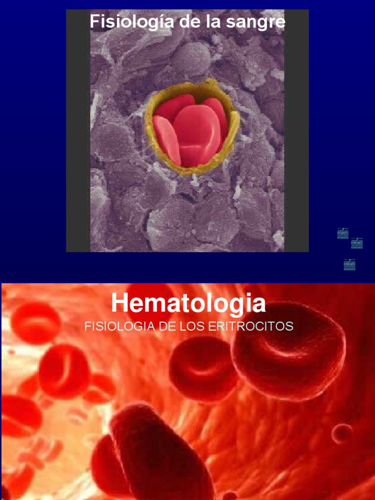 Fisiología del eritrocito