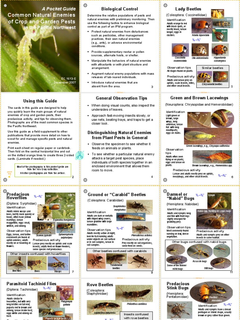 Natural Enemies Pocket Guide | PDF | Wasp | Insects