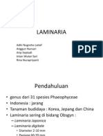 LAMINARIA