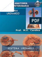 Sistema Urinario. (Prof. Carolina Maldonado)