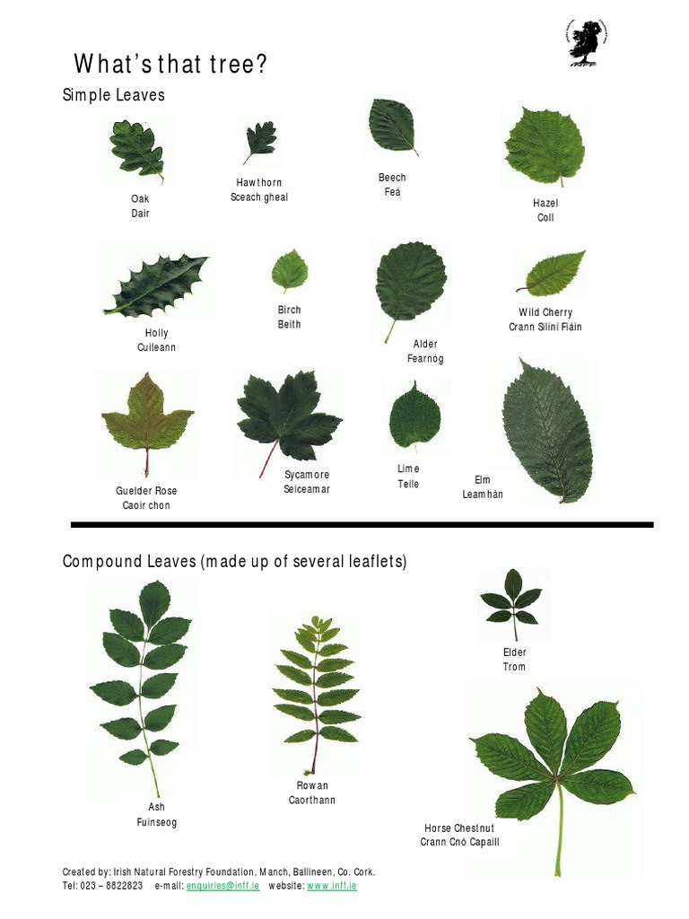 Tree Identification Guide PDF Leaf Trees